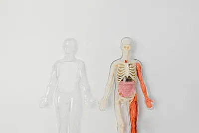 An image of a transparent model of a human, exposing the bones, organs and muscles.